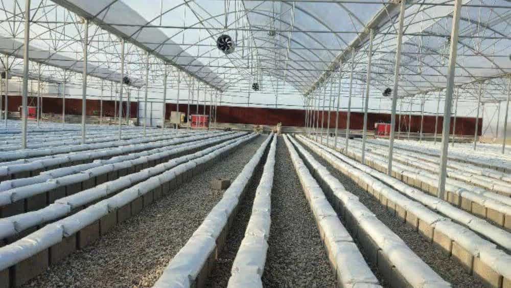 Electricity and automation of greenhouses