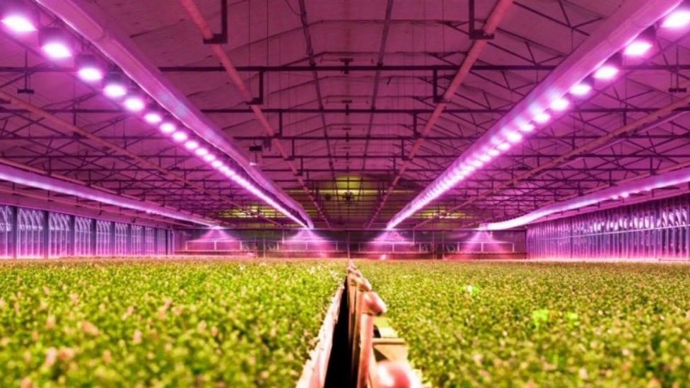 Use of industrial electricity in greenhouses Use of industrial electricity in greenhouses